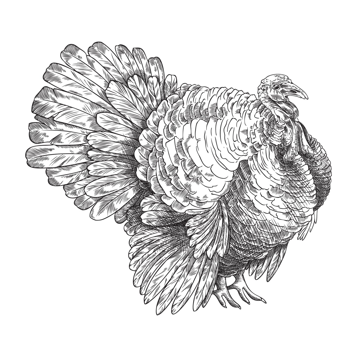 Piept de curcan